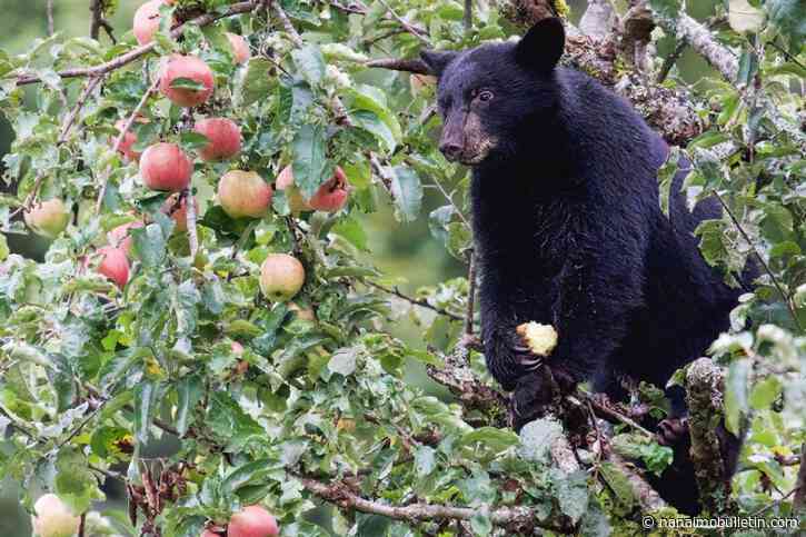 Fur Bears say bringing back Bear Smart sends ‘clear message’ at UBCM