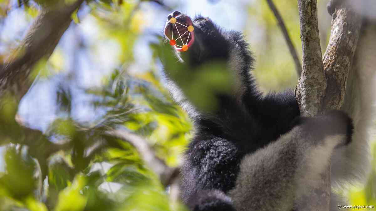 Opera singers and shrieking lemurs share vocalization strategies