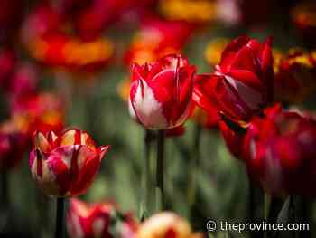 Planning the perfect tulip bed