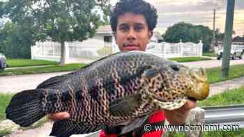 9-year Jaguar guapote Florida record beaten by 16-year-old in Miami