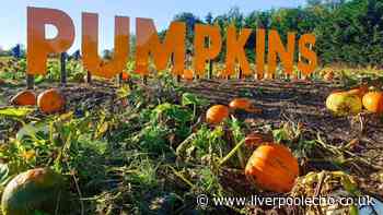 Pumpkin patches around Merseyside- open date, times and prices