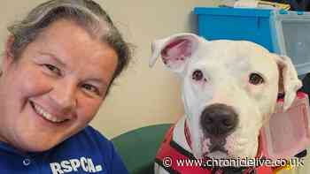 Deaf North East rescue dog which wags his tail when he 'lip-reads' RSPCA staff looking for home