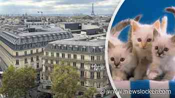 Meer dan 75 katten ontdekt in appartement in Parijs na uitzetting