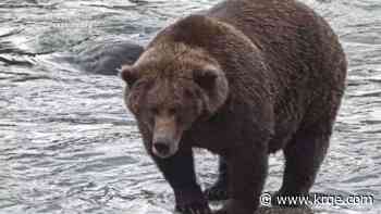 Fat Alaskan Brown Bears compete for your vote during Fat Bear Week contest