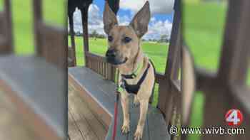 'Very smart' Sandy is looking for a forever home