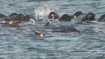 Two pilot whales found dead after 'pod in distress' off the coast of Northumberland