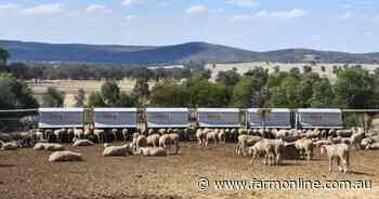 Think containment feeding for ewes is just for drought times? Think again