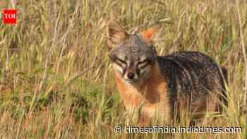 In 1999, just 15 island foxes remained on each of two California islands; captive breeding...