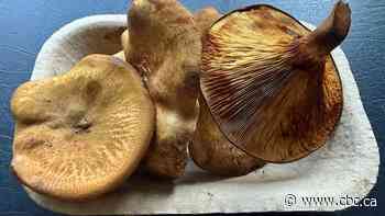 Potentially toxic mushrooms sold in Harrop, B.C., prompt Interior Health warning