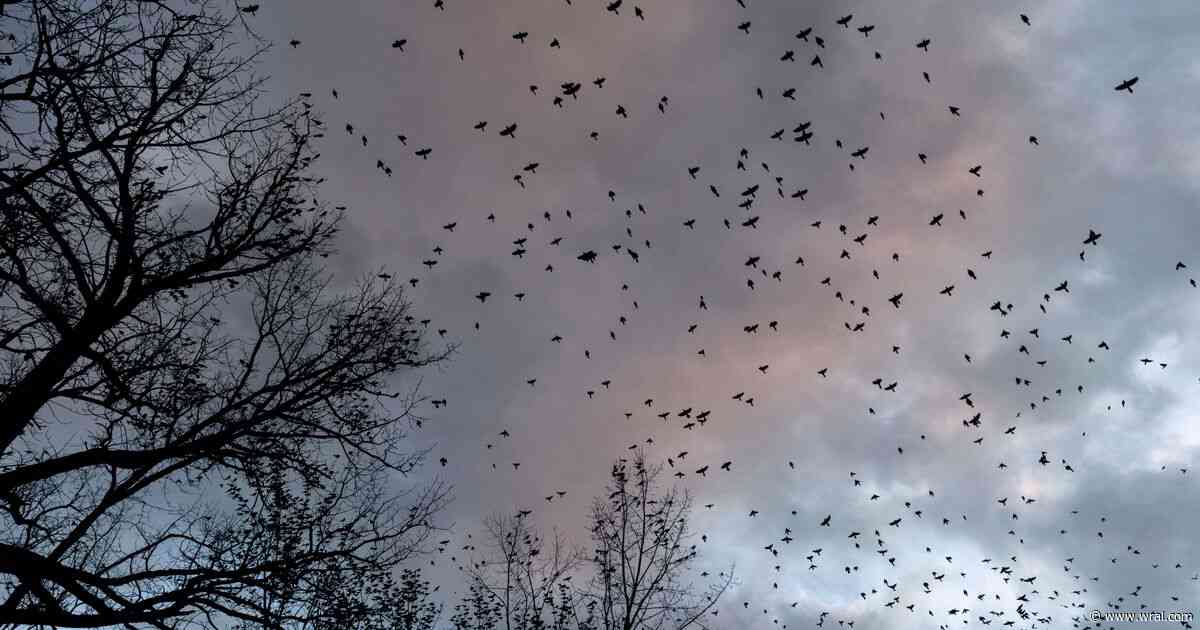 Millions of birds are crossing Wake County as nearly half of migratory species decline