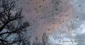 Millions of birds are crossing Wake County as nearly half of migratory species decline