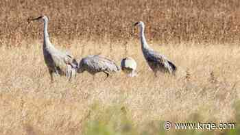 It's not Superman: Fall bird migration takes flight over New Mexico