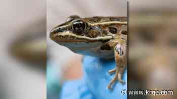 Once abundant northern leopard frog now listed as endangered by New Mexico Department of Wildlife