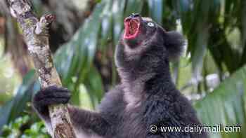Move over, Pavarotti! World's only singing lemur opens its mouth wider on higher notes - just like a trained soprano