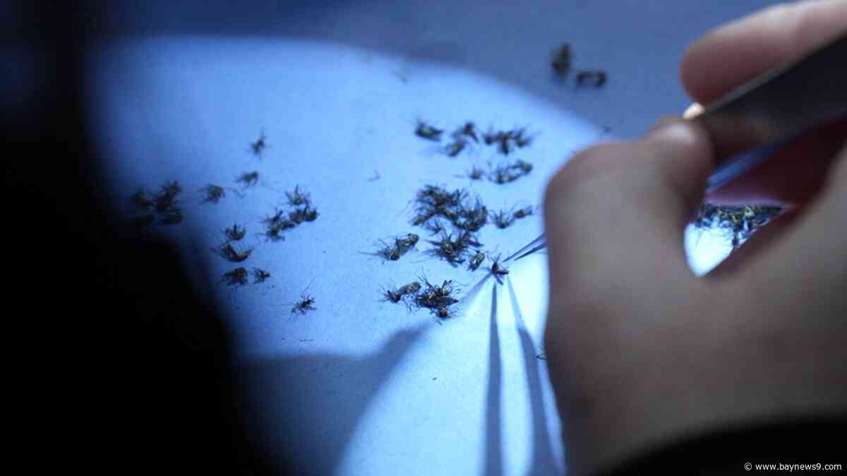 Polk County steps up dengue prevention despite no active cases