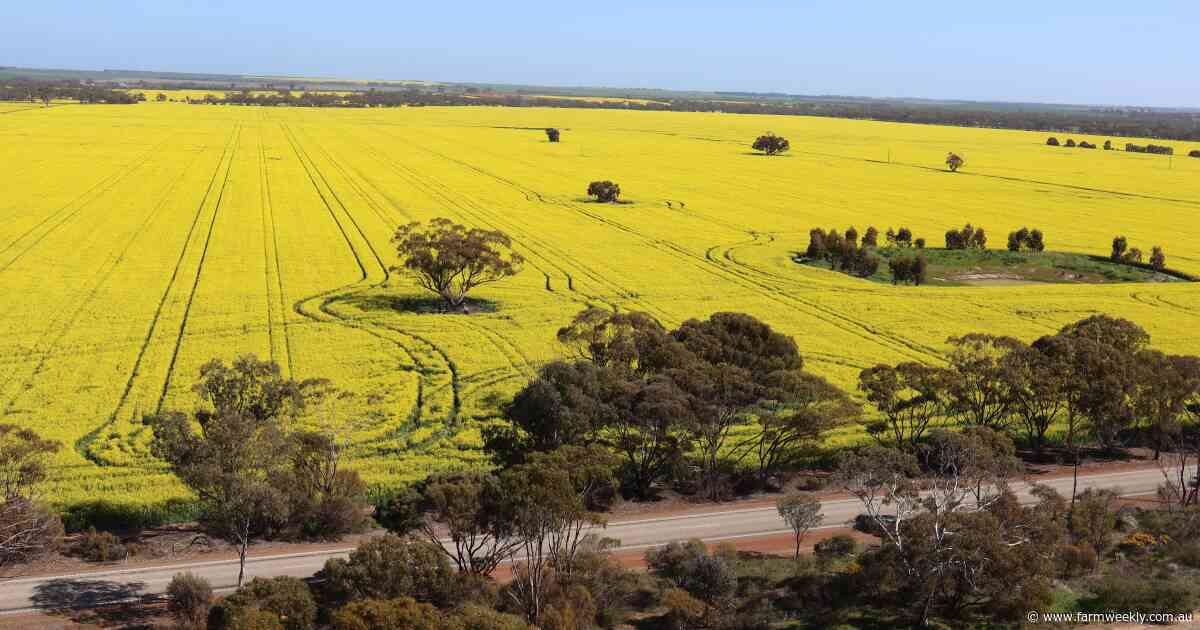 GIWA crop report: WA grain harvest potential lifts after 11th-hour rain