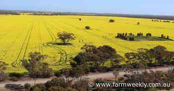 GIWA crop report: WA grain harvest potential lifts after 11th-hour rain