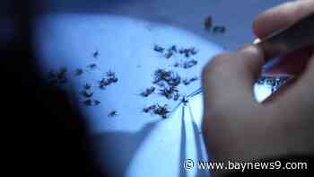 Polk County steps up dengue prevention despite no active cases