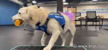 New Mexico inmates train shelter dogs for veterans through statewide program
