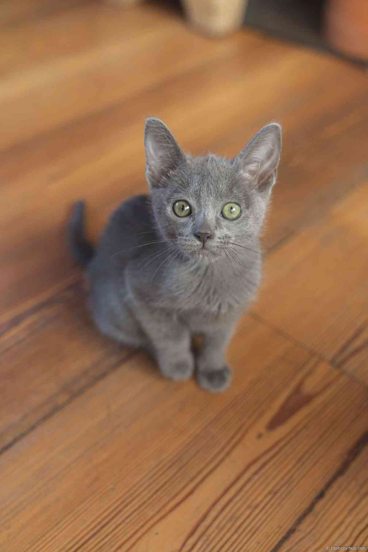 Russian Blue kittens for city homes with steady routines