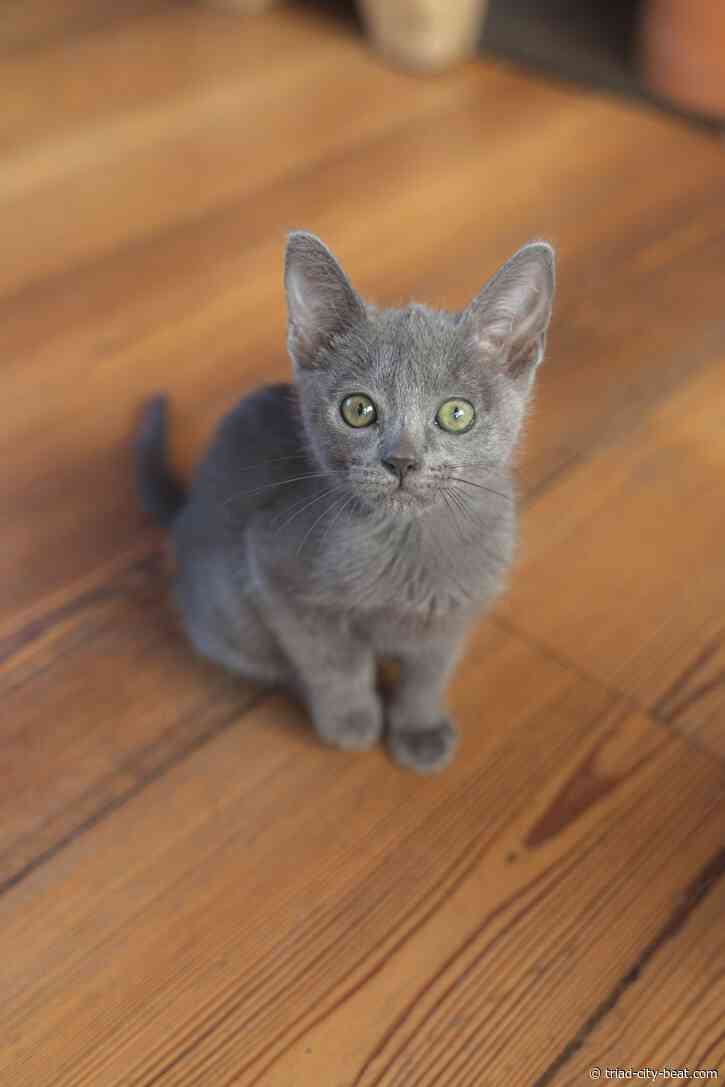 Russian Blue kittens for city homes with steady routines