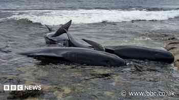 Two pilot whales dead after mass stranding
