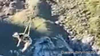 Moo-ving day! Hilarious moment stuck COW named Vahine is helicoptered off a mountain in France