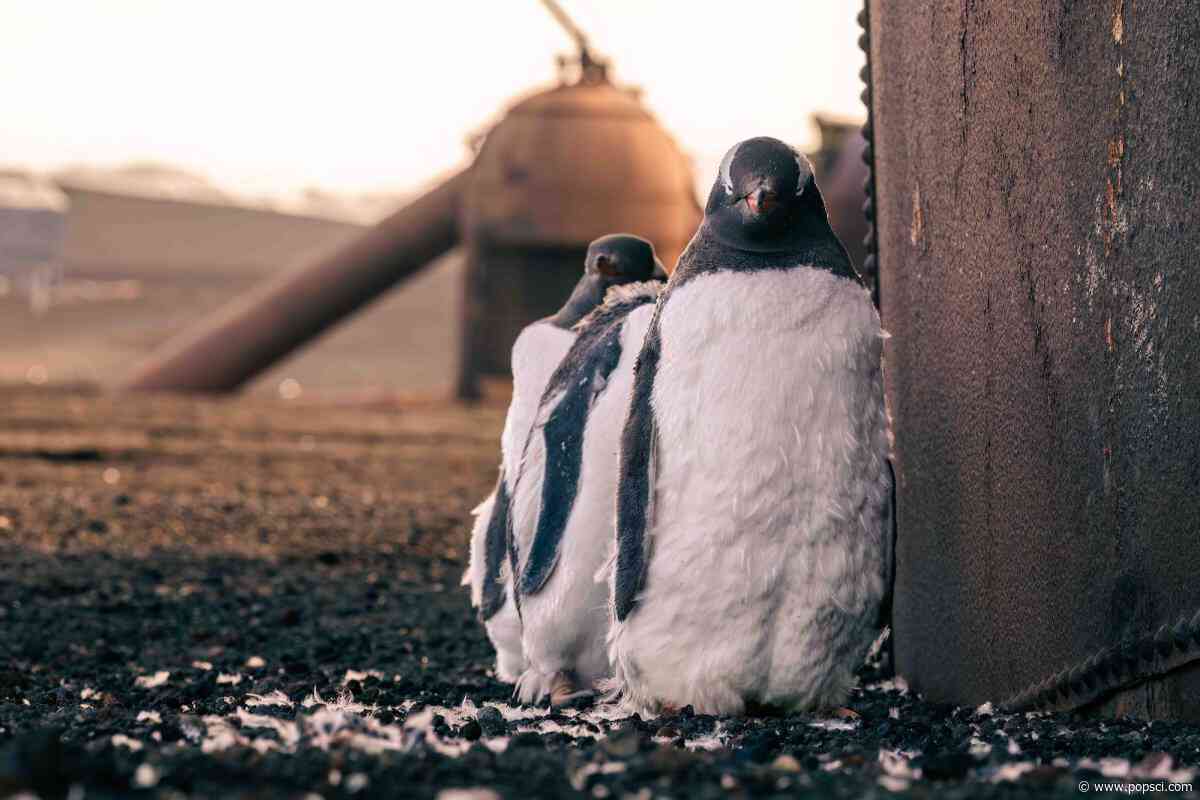 20 soaring images from the Bird Photographer of the Year 2026 awards