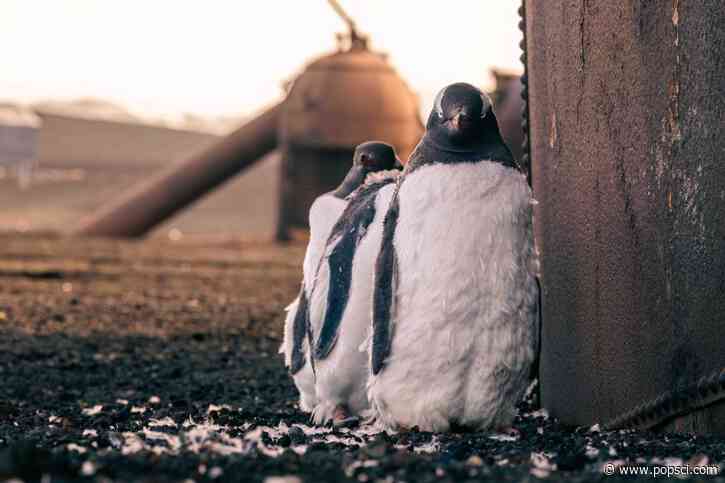 20 soaring images from the Bird Photographer of the Year 2026 awards