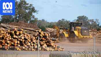 Where is WA's 'ecologically thinned' timber going?