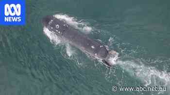 US torpedo test-fired from UK sea drone for first time as part of AUKUS