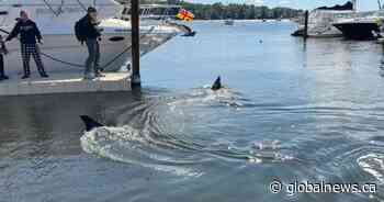 Massive 30-foot basking shark stuns onlookers in Nova Scotia
