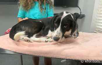 Dog trapped in a tarp and left in culvert survives