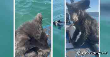 Bear cub rescued from Okanagan Lake faces uncertain future