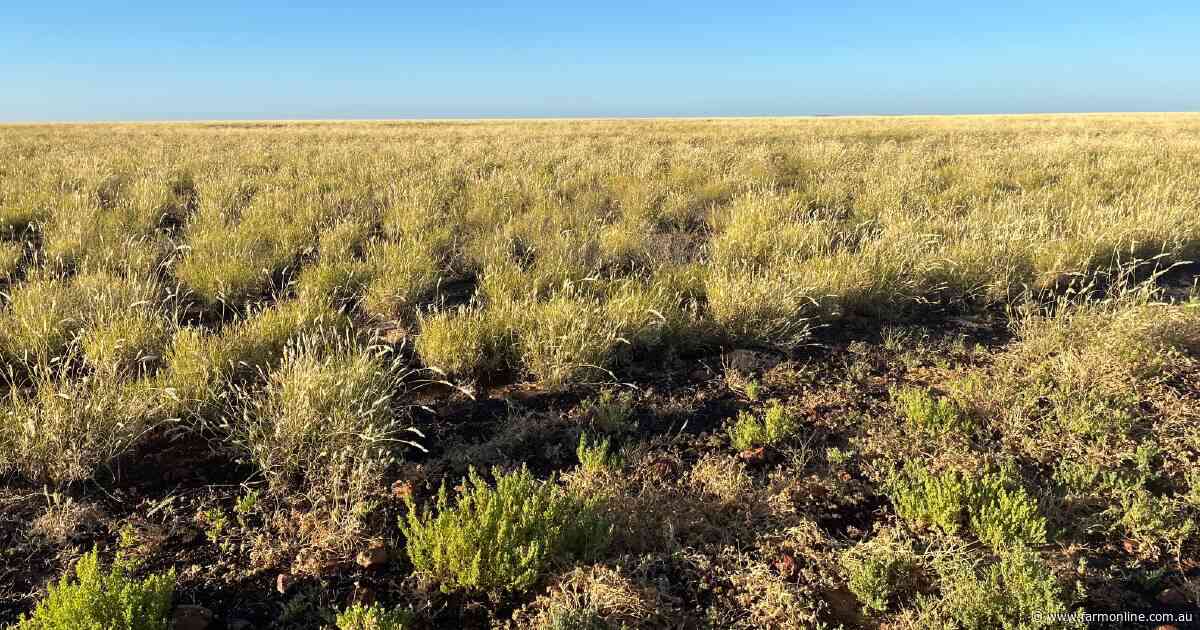 Huge, organically certified western Queensland property heads to auction