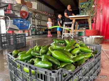After record-breaking summer heat, green chile production in New Mexico craters