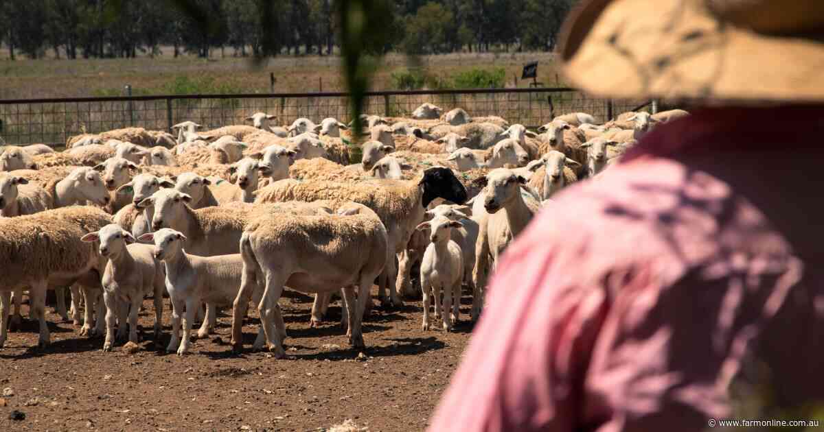 An early spring flush is on the cards: what it means now for sheep producers