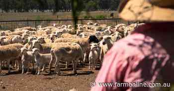 An early spring flush is on the cards: what it means now for sheep producers