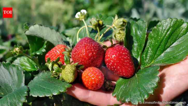 How to grow strawberries at home in pots on a balcony: Easy step-by-step guide for beginners