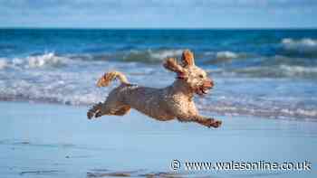 'Most dog-friendly place in Wales' is charming seaside town with 15 pet-friendly cafes