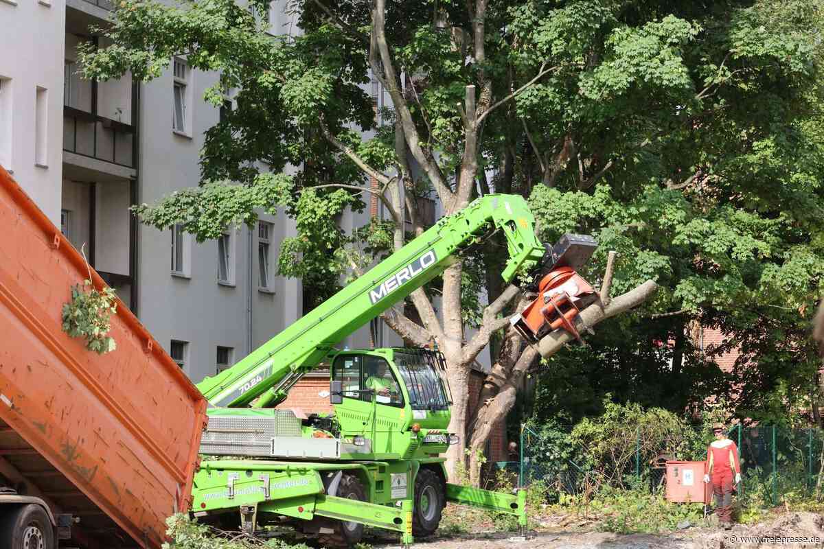 Zoff um Baum in Chemnitz: Beißende Anwohnerin vor Gericht