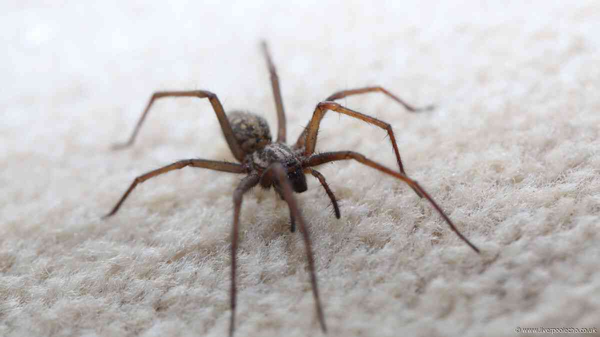 Spiders and dust mites will never invade your home if you have 1 powerful natural item