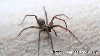 Spiders and dust mites will never invade your home if you have 1 powerful natural item