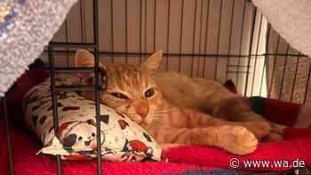 „Er jammerte, schrie, wirkte verloren“: Kater Diego soll nicht mehr auf die Straße müssen