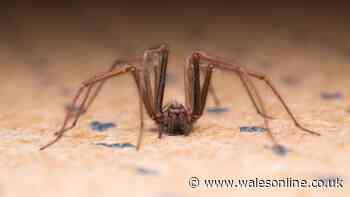 Bedrooms will be clear of spiders and dust mites with 1 natural method cleaner loves