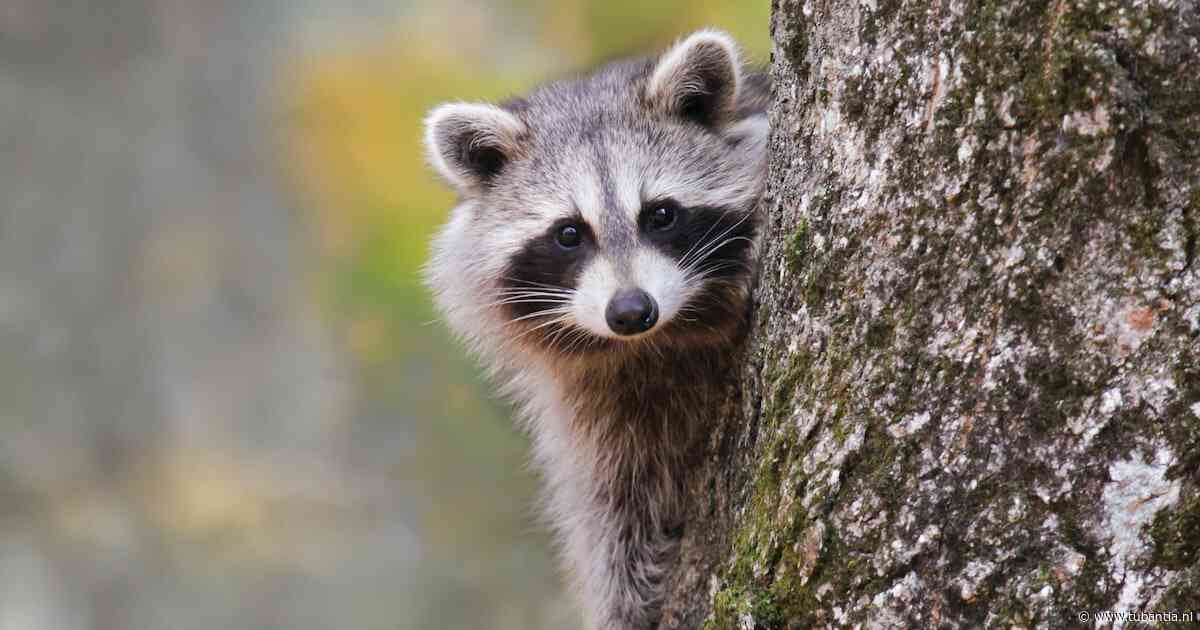 ‘Bootcamp’ voor wasberen: Amerikaanse staat stoomt moederloze jongen klaar voor leven in de wildernis