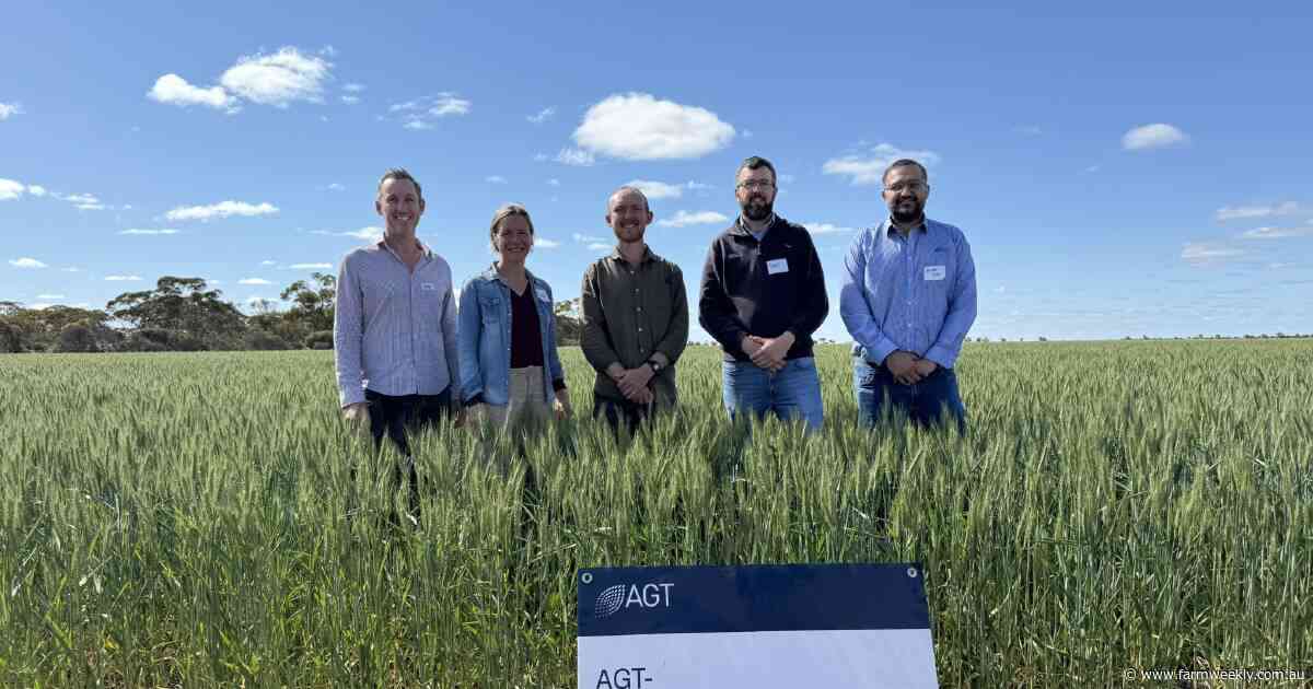 Trigger happy with new wheat variety developed specifically for WA conditions