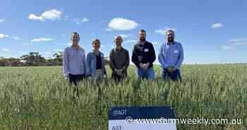 Trigger happy with new wheat variety developed specifically for WA conditions
