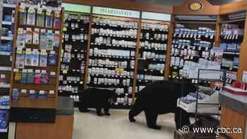 Bear killed by authorities after wandering through pharmacy with cub in Hope