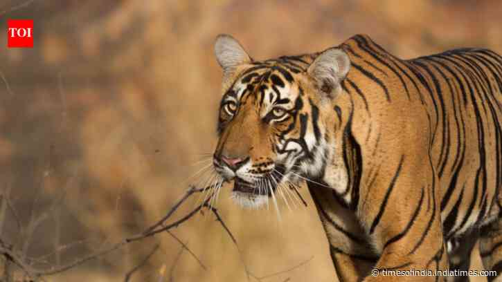 India's wildlife calendar is back to tigers and trails: 9 National parks and tiger reserves to visit as they reopen after monsoon rains